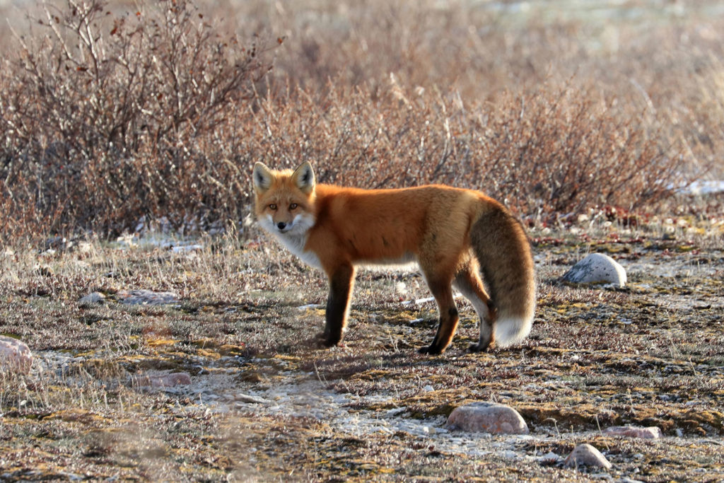Red fox. Great Ice Bear Adventure. Peter Braithwaite photo.